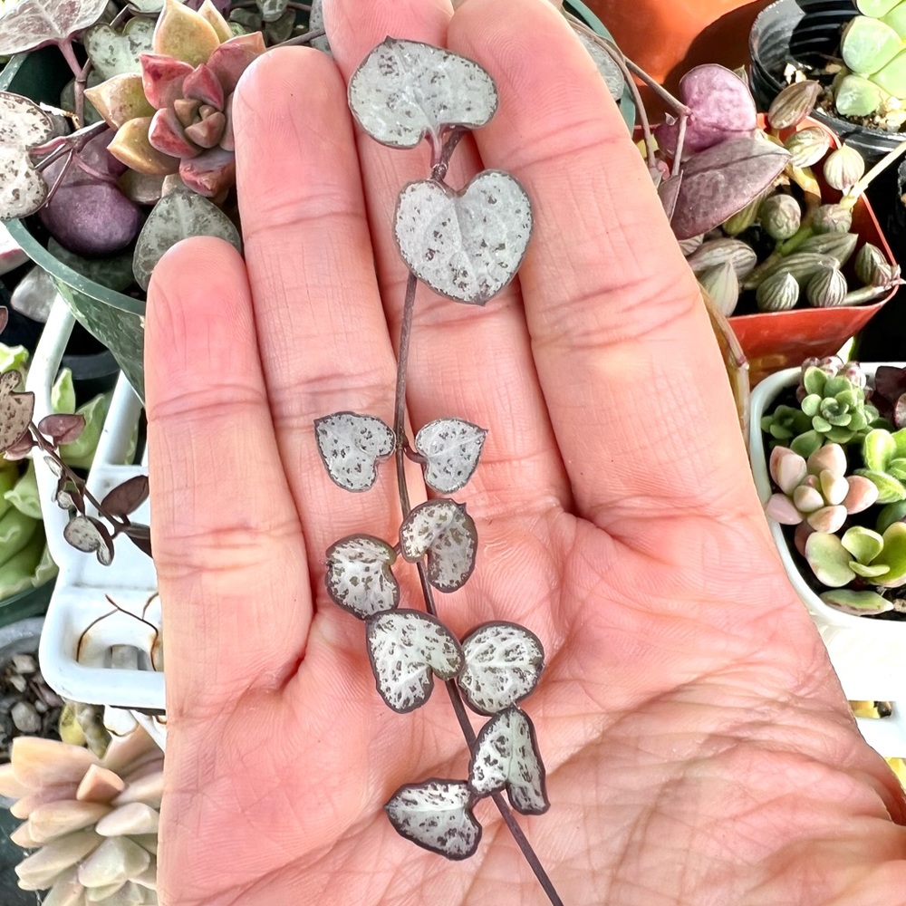 🌵 Plant— String of Hearts Cutting